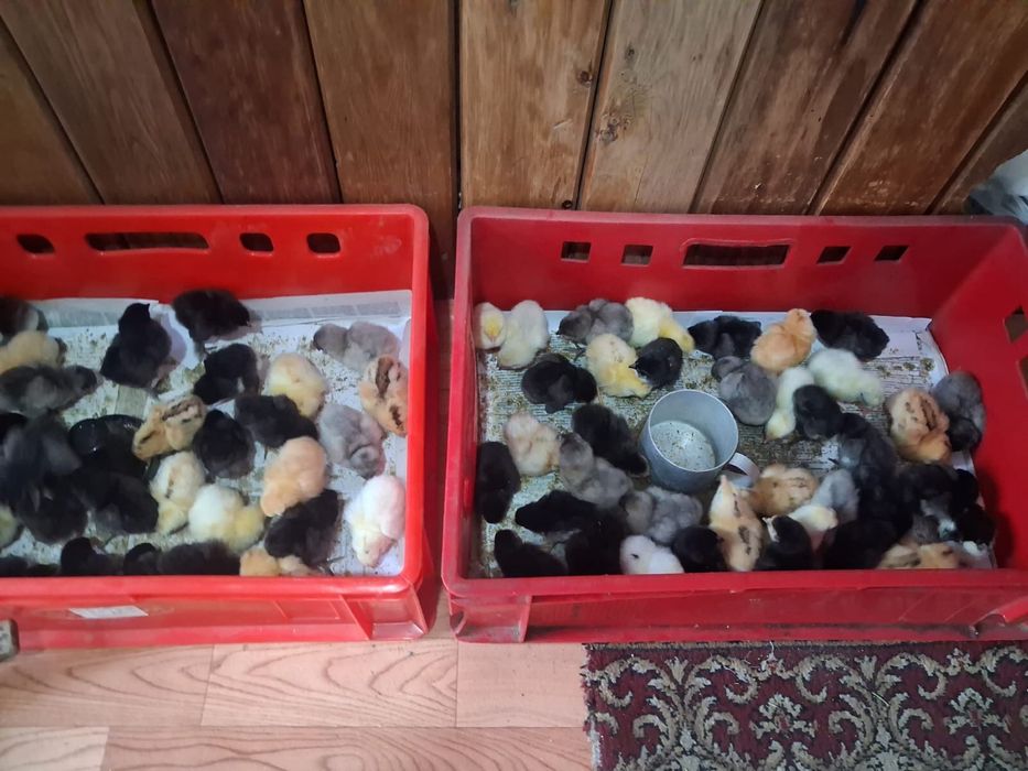 Продам домашних цыплят