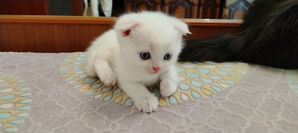 Белые шотландские вислоухие котята