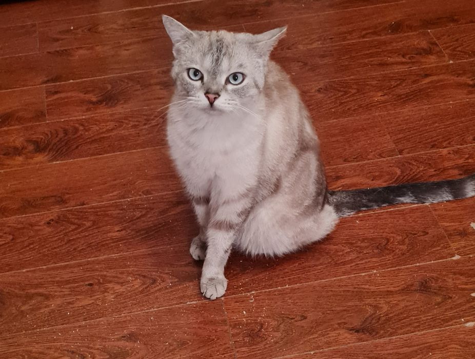 Отдадим красивого кота