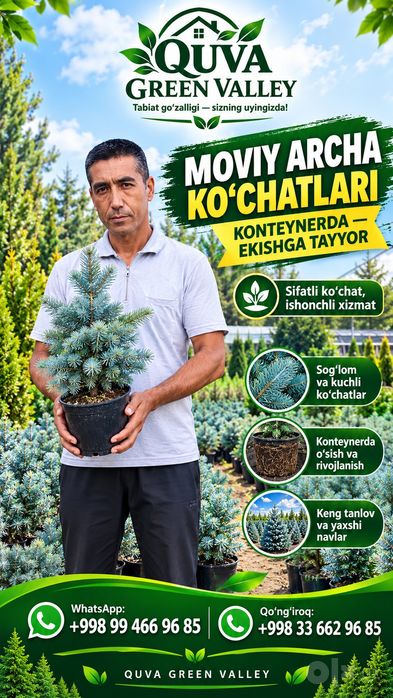 Moviy archa koʻchatlari