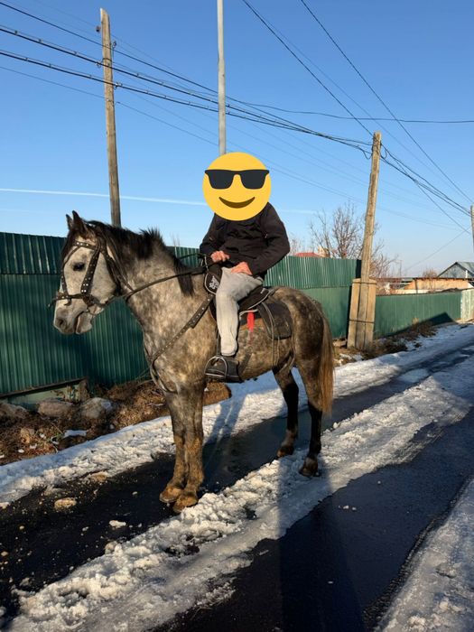 Продается жеребец