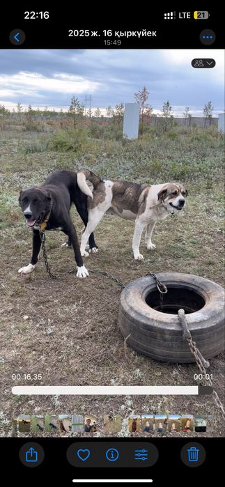 Астанада тур Күшік төбет 2 айлық