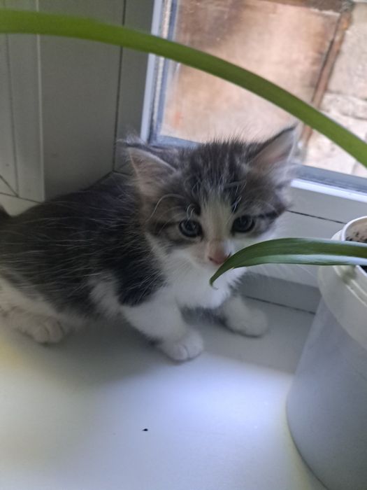 Отдам котят в добрые руки