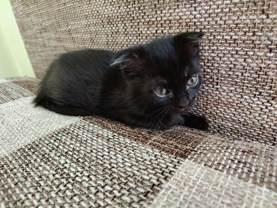 Отдам котят бесплатно