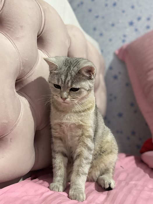 serebristiy shinshilla 10 oylik