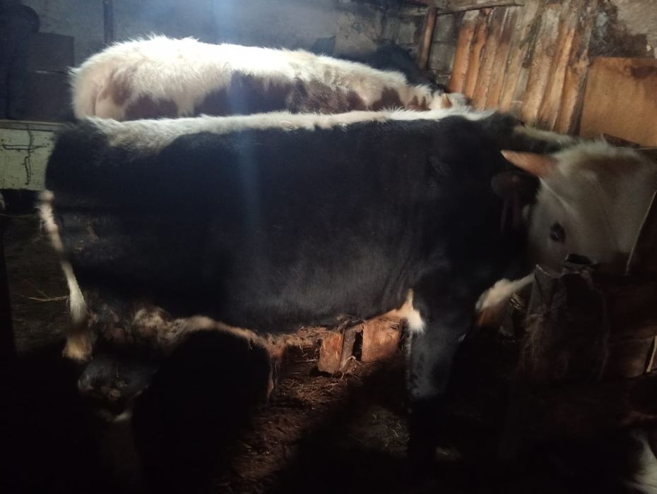 Бір жастсан асқан бузау