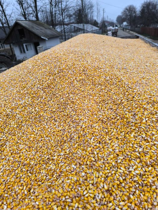 Porumb de vânzare 2025