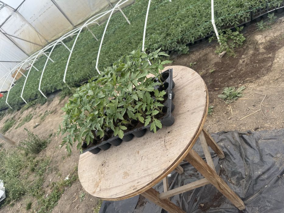 Vand rasaduri (rosii)