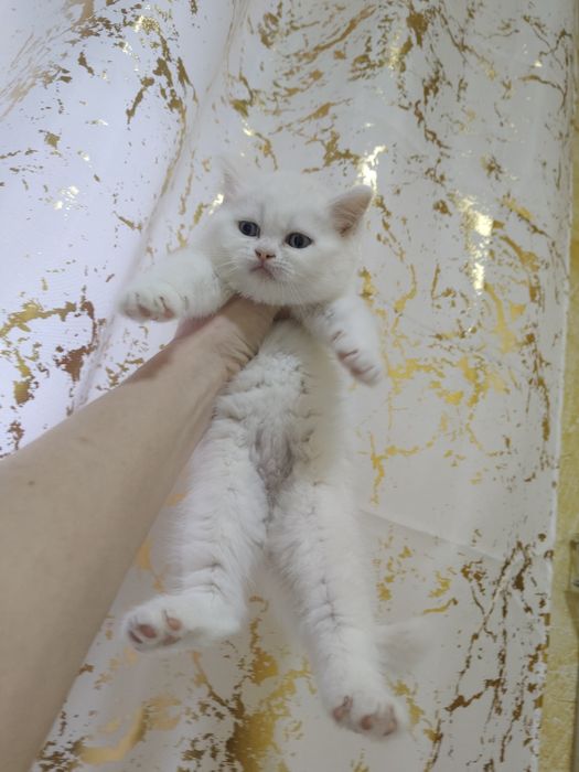 Редкие Белый Британцы