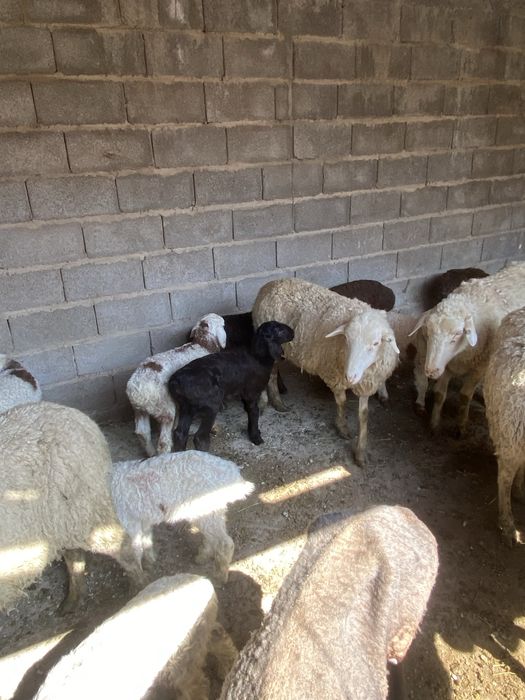 Козылы кой сатылады