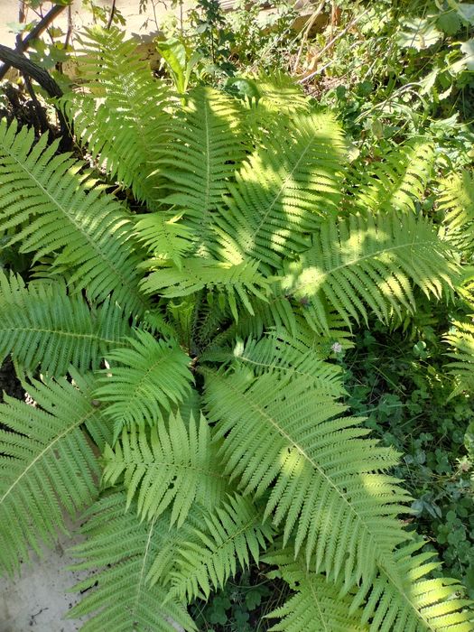 Саженцы черной смородины