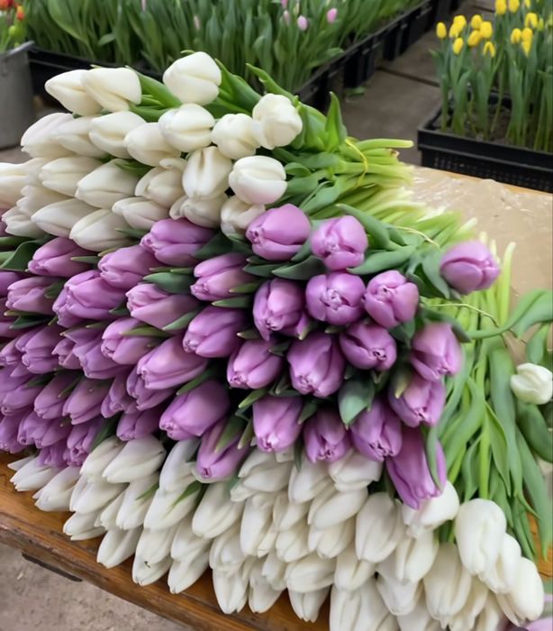 Тюльпаны оптом и в розницу