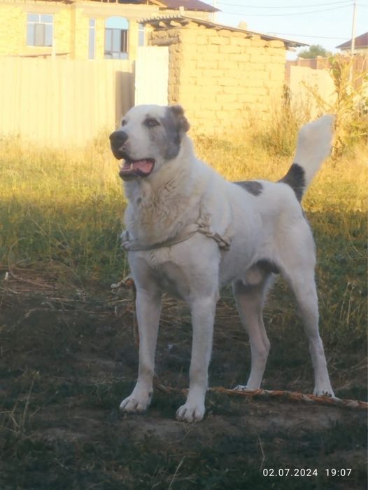 Алабай(8 мечсяцев)