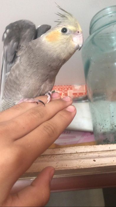 Продам молодых домашних попугайчиков нимфа кореллы выкормыши 1 месяц