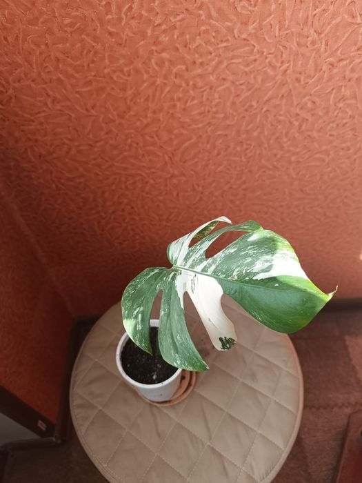 Монстера вариегатная Альба.