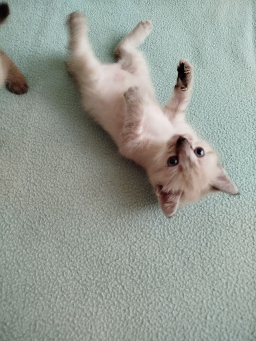 Отдам котят в добрые руки