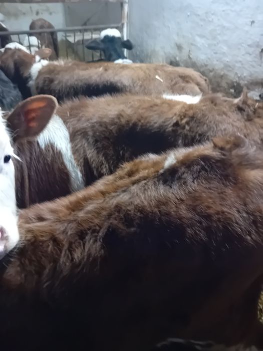 Taurasi și vitele baltati, belga și angus intarcati