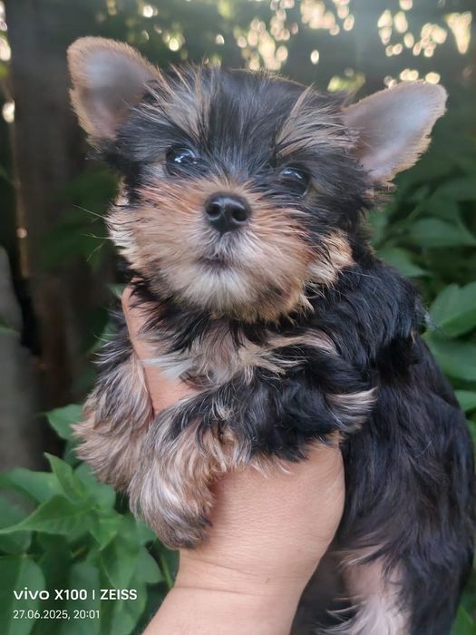 Очароыательные щенки йорка.