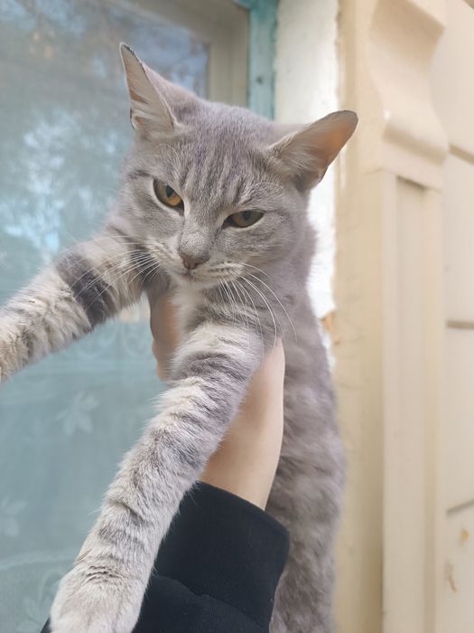 В хорошие руки котенок