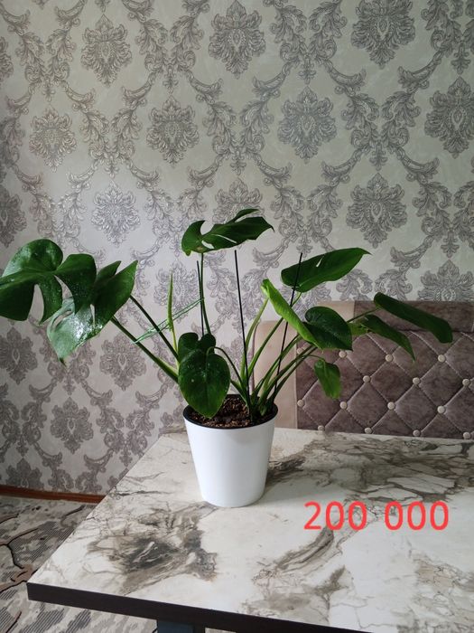 Продаются цветы комнатные.