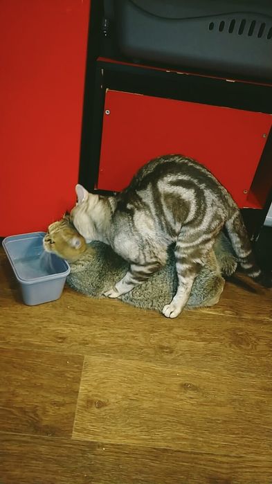 Вязка чистокровный Скоттиш-страйт