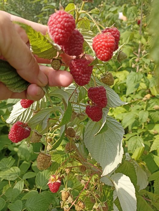 Pomi fructiferi de vânzare.Gyümolcsfa eladó.