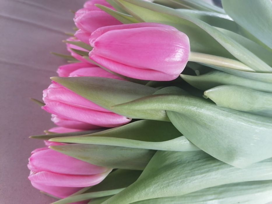 Тюльпаны голландские в ассортименте оптом и в розницу