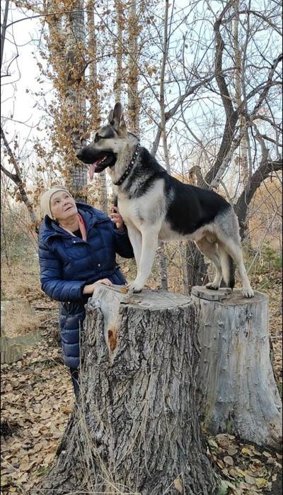Щенки восточно-европейской овчарки