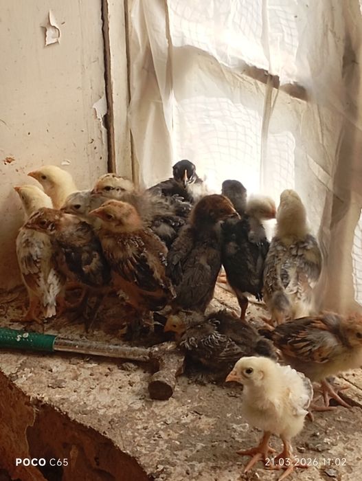 Xonaki jòjalar sotiladi