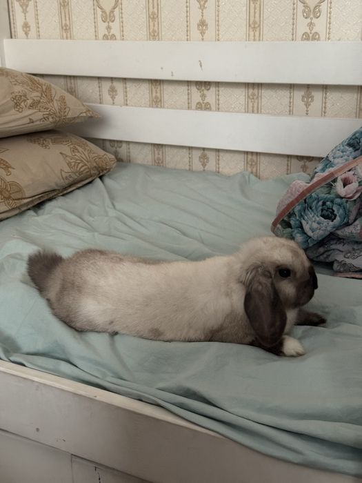 Отдаем кролика с клеткой