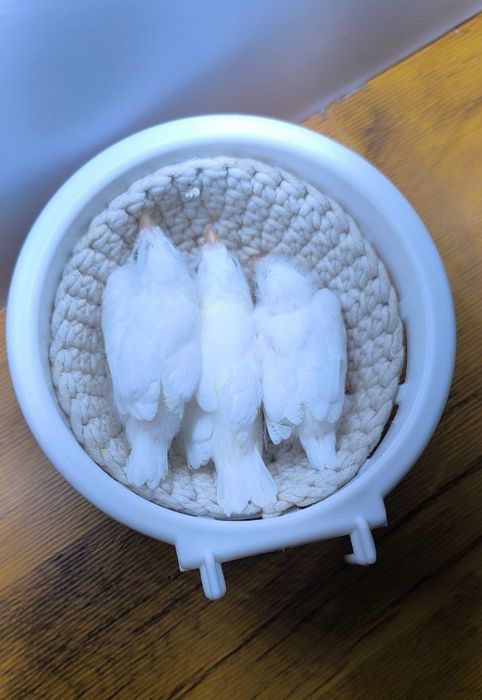 Канарейки поющие