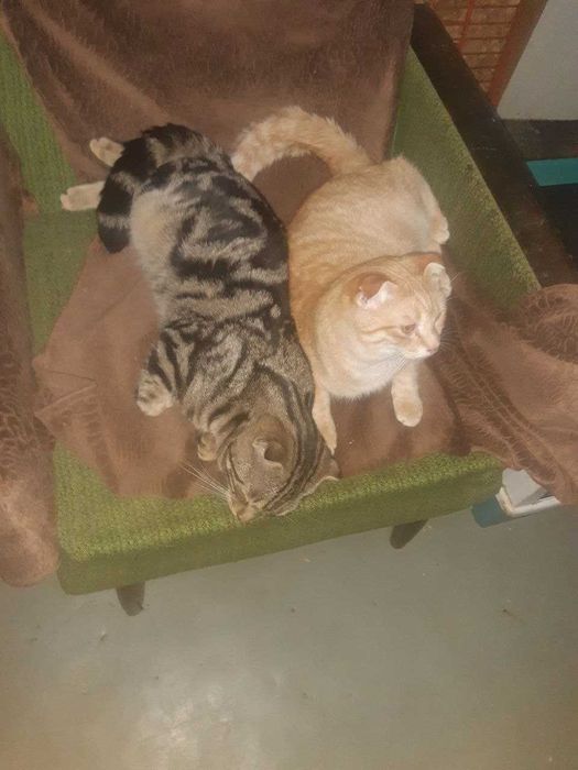 Котята в добрые руки. Смотрите фото