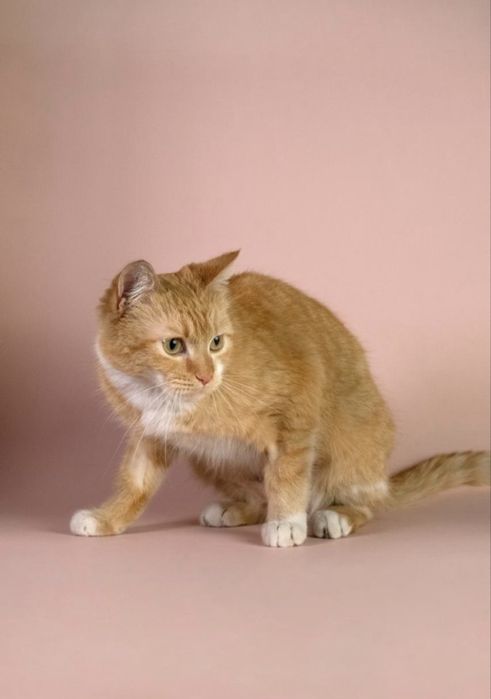 Бро Броша Брошенька