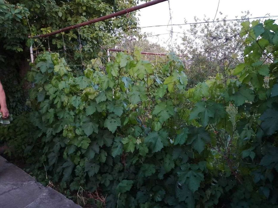 дачный участок с/к Олимпиец