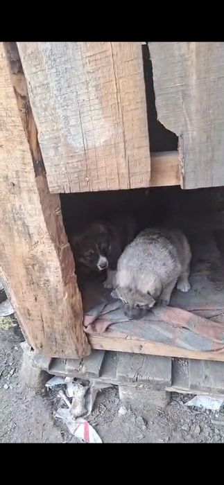 Отдам в хорошие руки