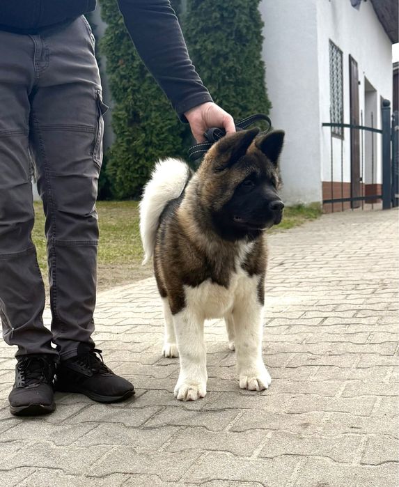 Akita American Parintii Campioni Europeni