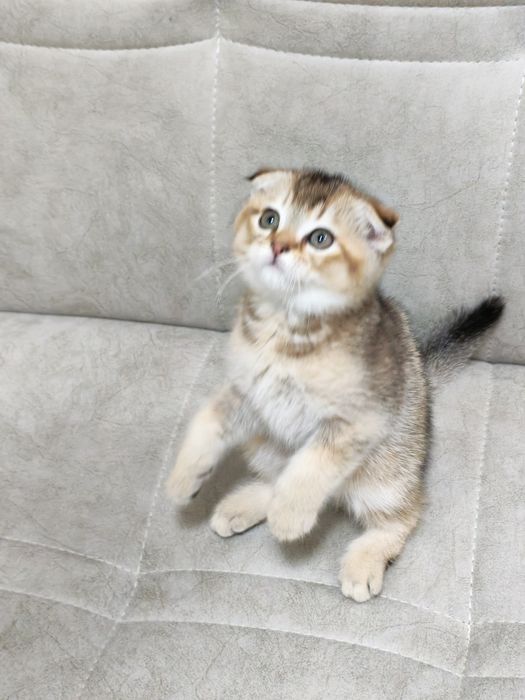 Золотая шиншилла  скотиш фолд