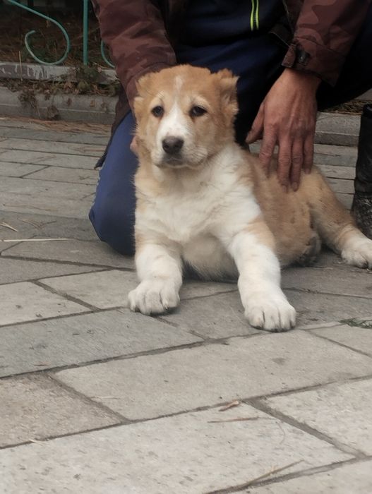 САО тобет алабай