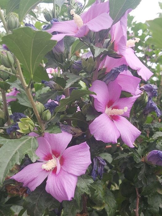 Гибискус травянистый