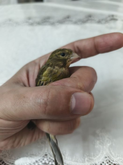 Канарейка сотилади