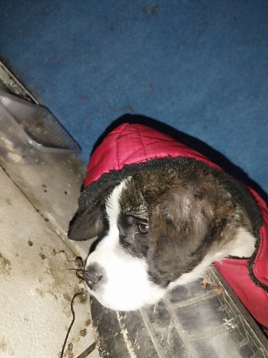 Малко кученце търси дом