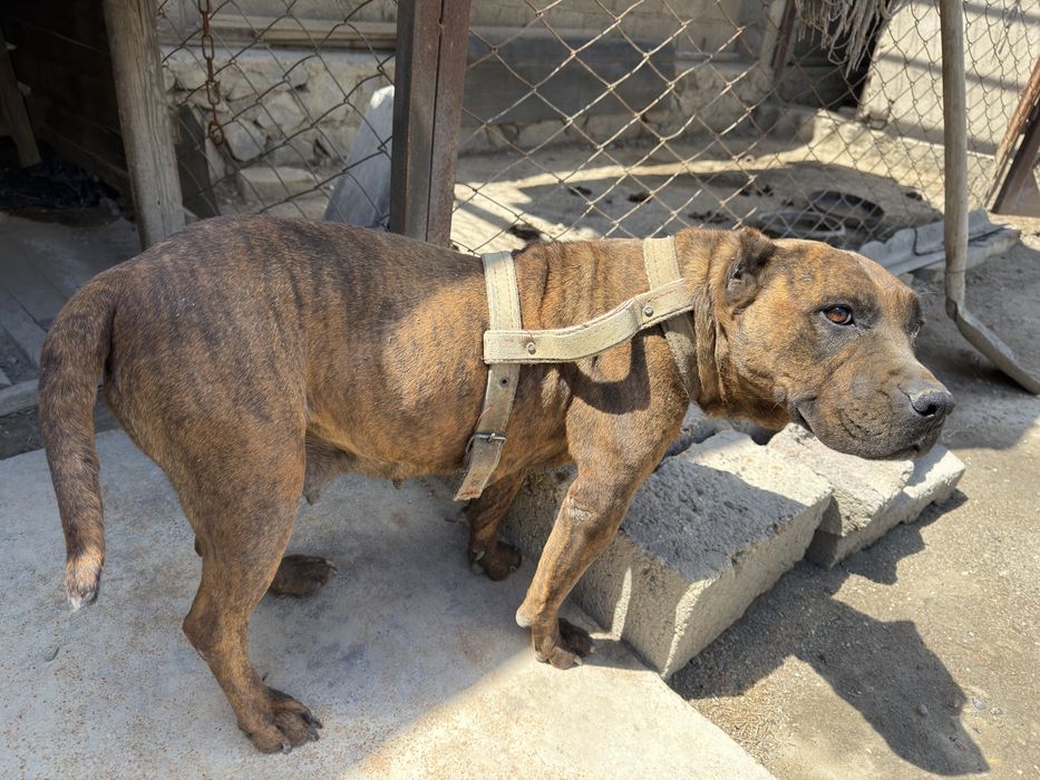 Amerikanskiy Pitbull