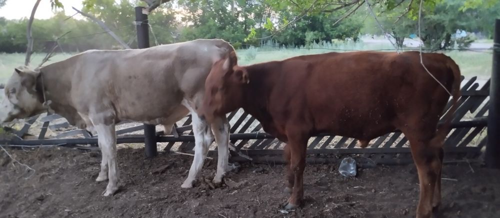 Продаеться Бычки