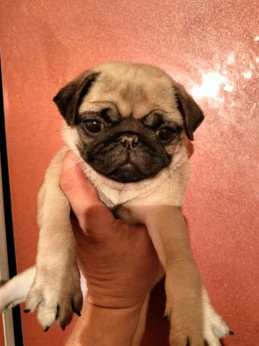 Продам щенков мопса.