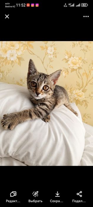 Котик в поисках дома