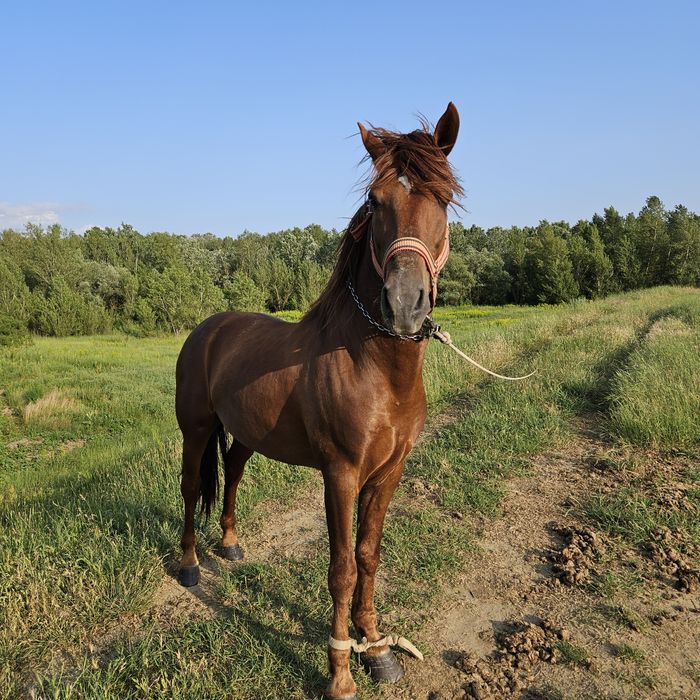 Vând armăsar mai multe informații la telefon