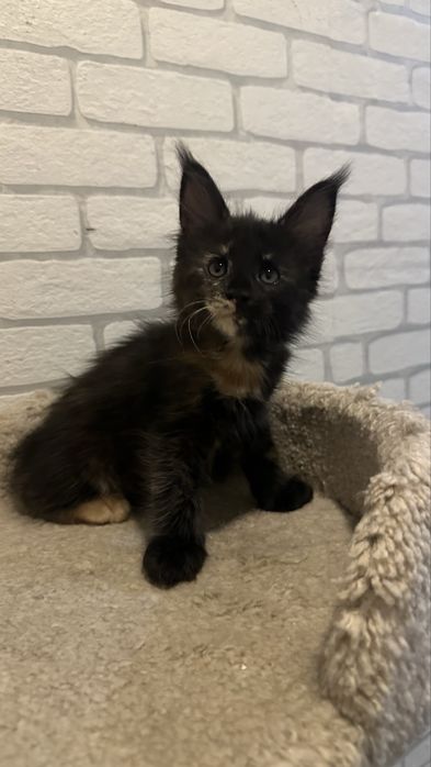 Мейн-Куно детки_ питомник продажа