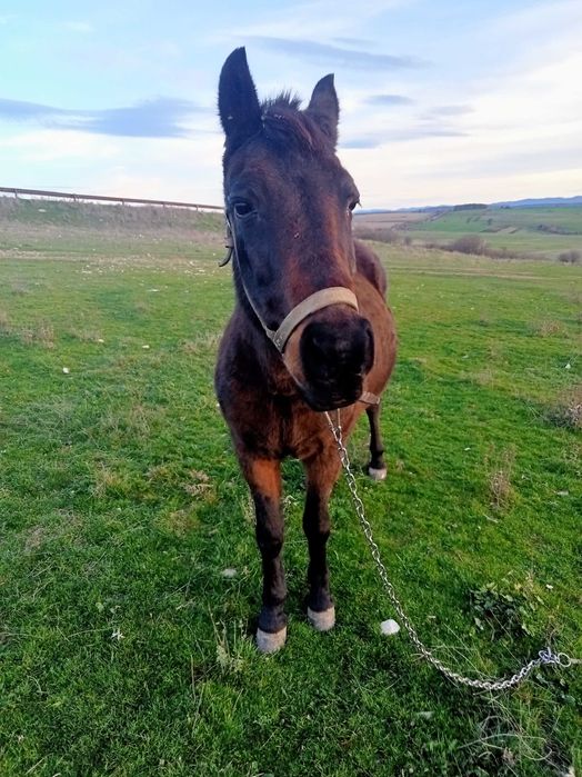 Кон за продаване