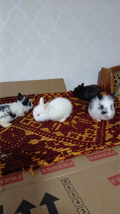 Iepuri mini cap de leu