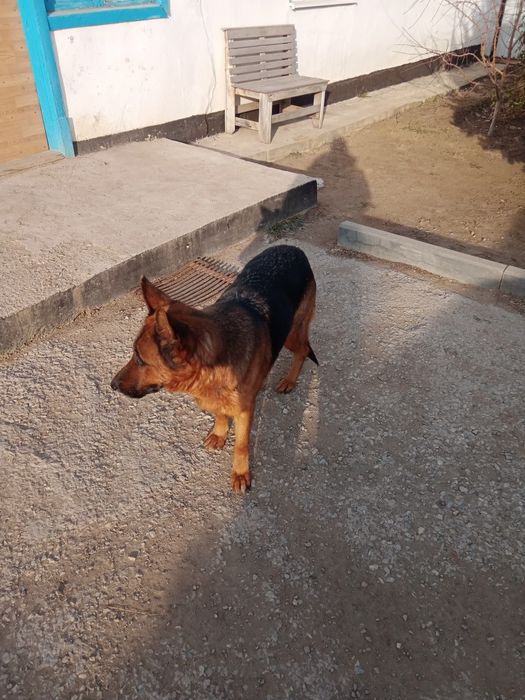 Срочно продам немецкую овчарку.